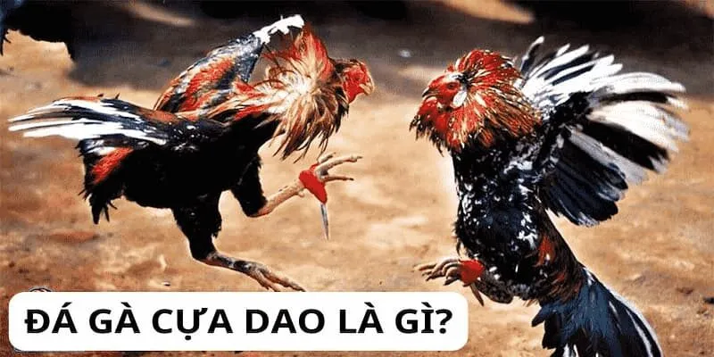 Đá Gà Cựa Dao - Kỹ Thuật Buộc Dao Vào Cựa Gà Để Chiến Thắng da-ga-cua-dao-1